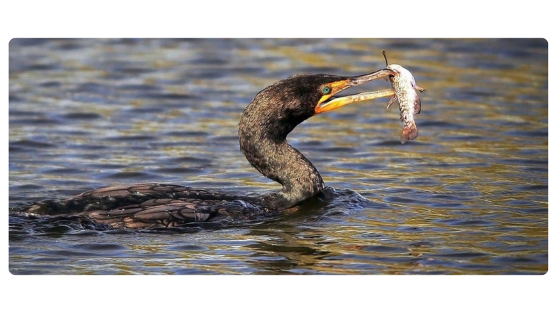 a bird swimming in water