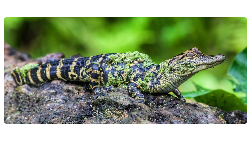 a close up of a lizard