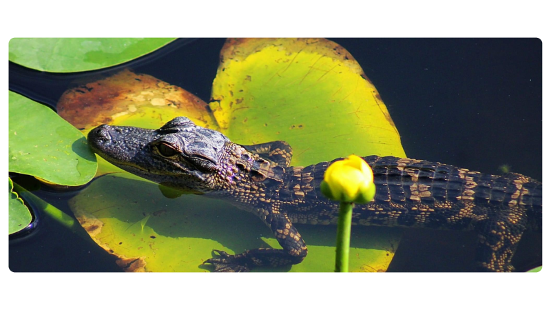 a turtle swimming under water