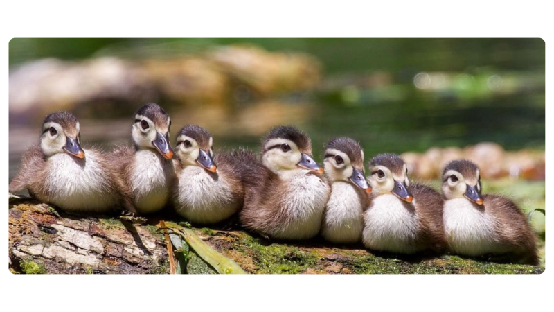 a group of different colored bird standing in the grass