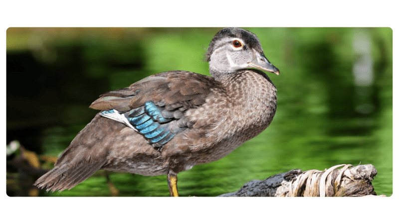 a close up of a bird