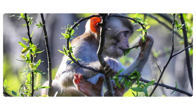 a bird sitting on a branch