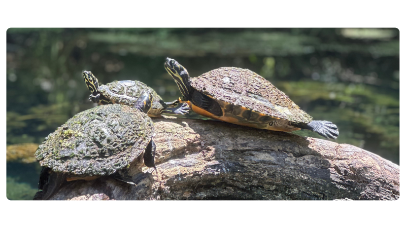 a turtle sitting on a rock
