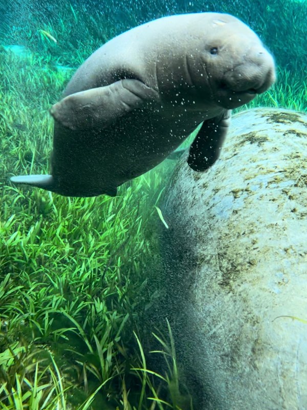 a bear that is sitting in the grass