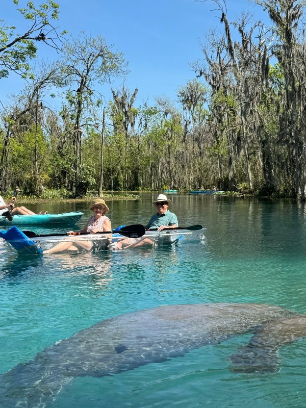 a group of people swimming in a body of water
