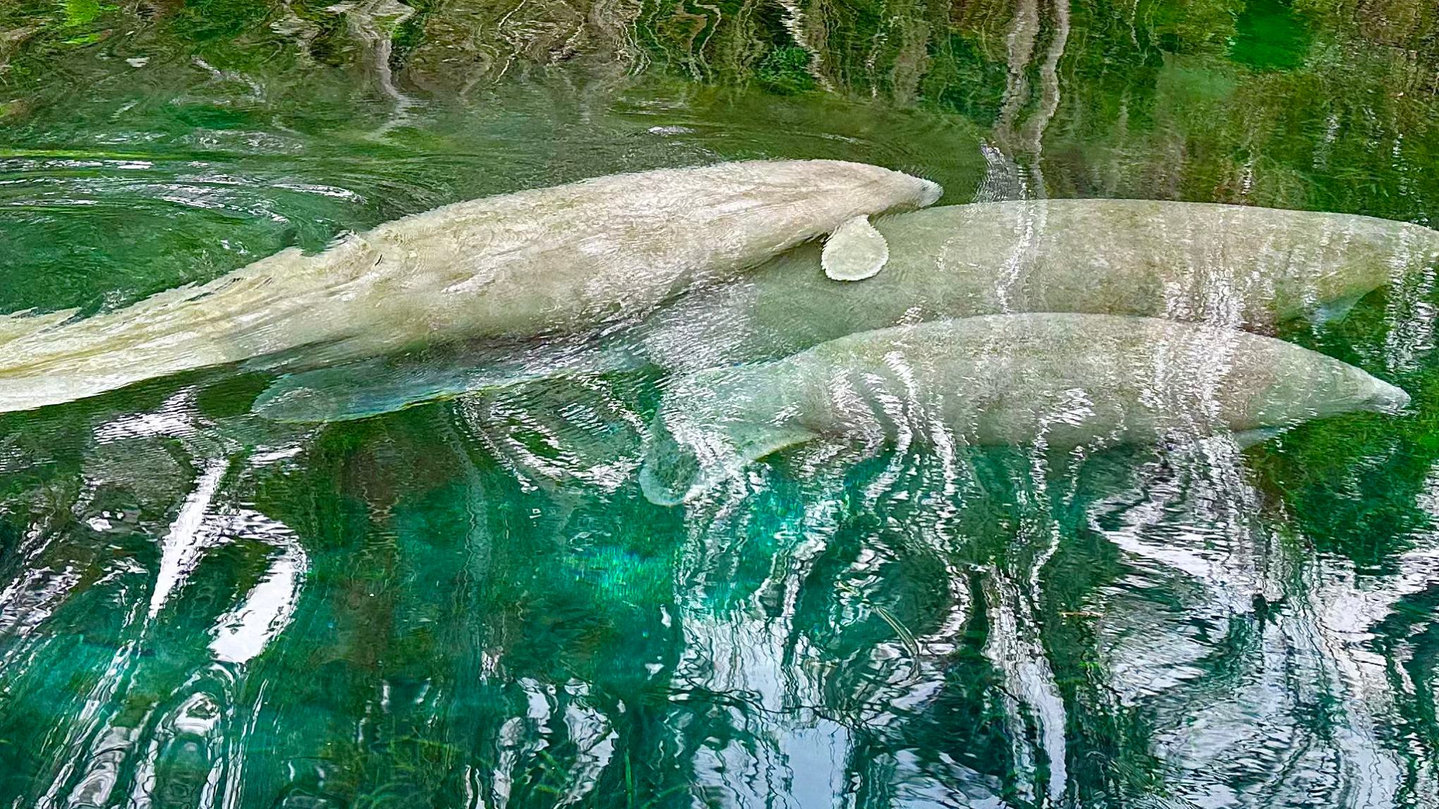 a person swimming in the water