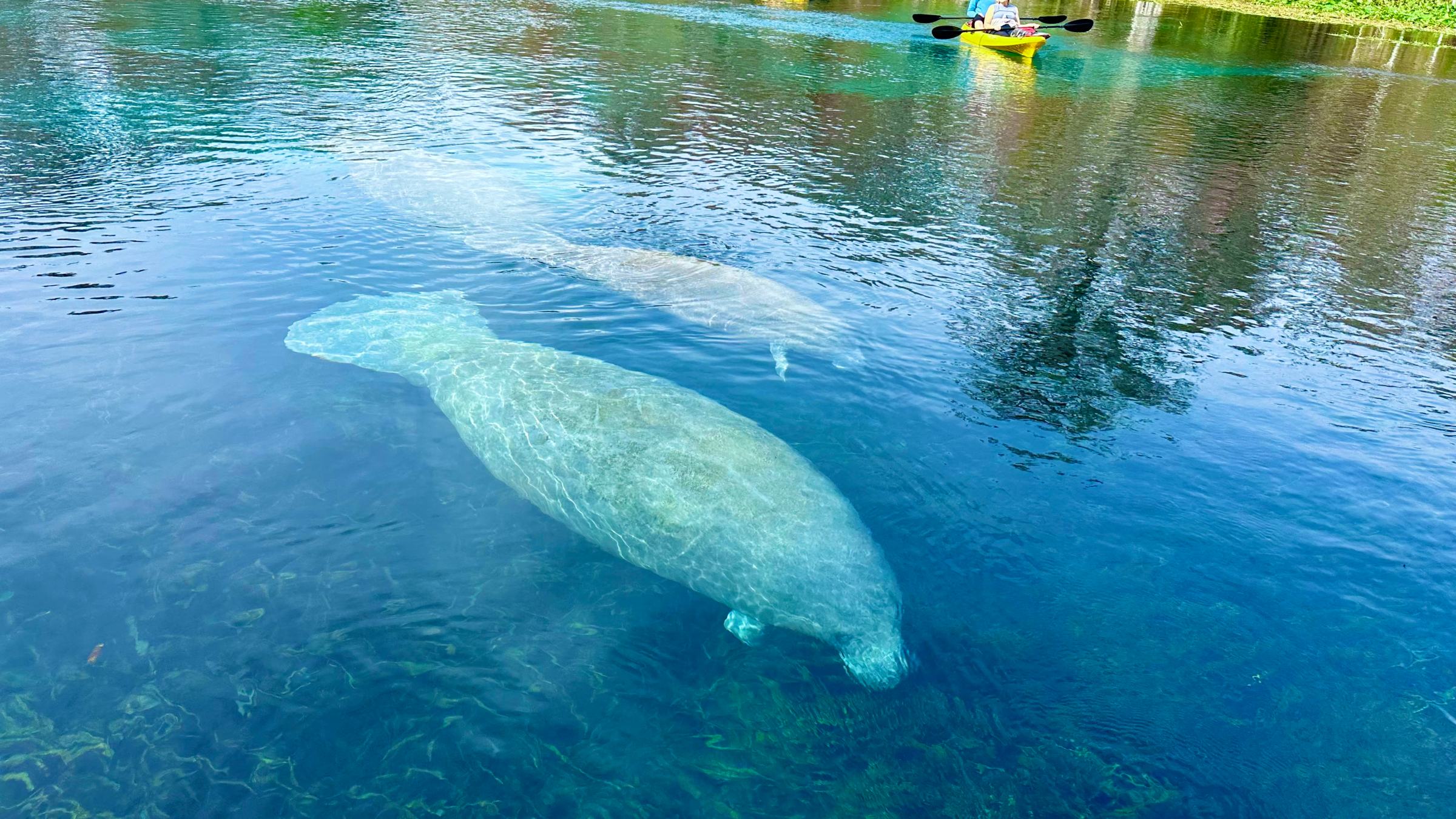 a group of people swimming in a body of water