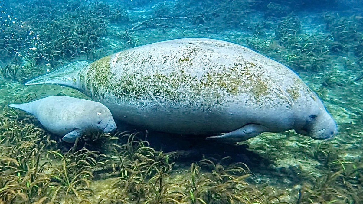 a polar bear is swimming in the water