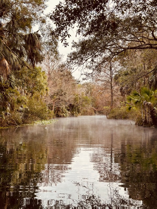 a body of water surrounded by trees