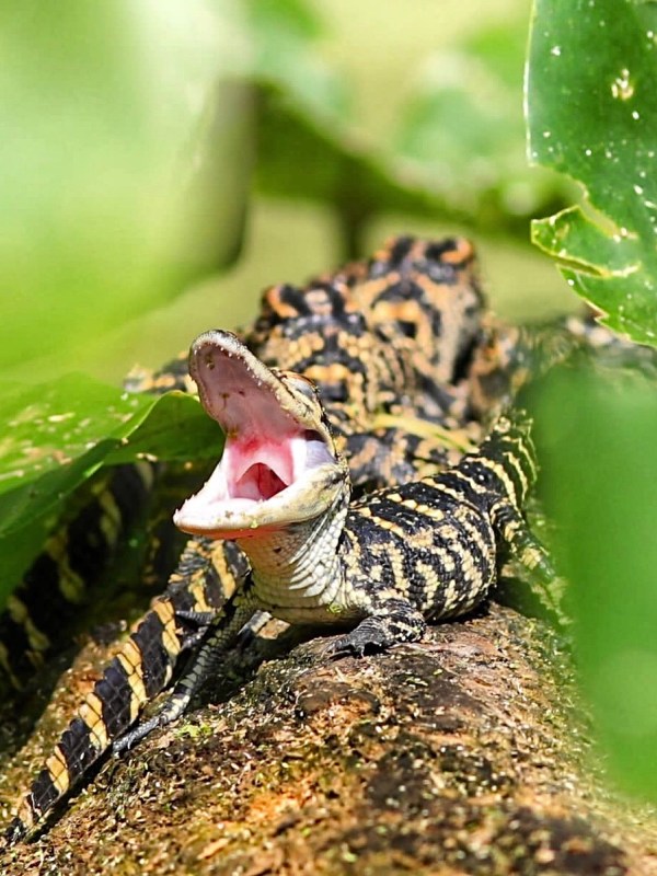 a close up of a reptile