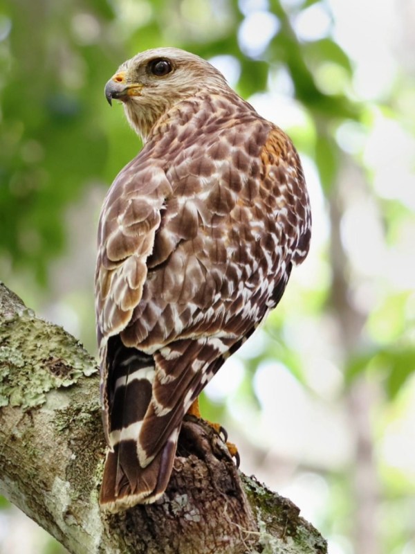a hawk perched on a tree branch