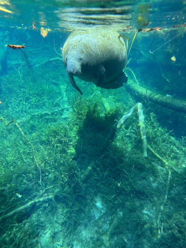 a bird that is standing in the water