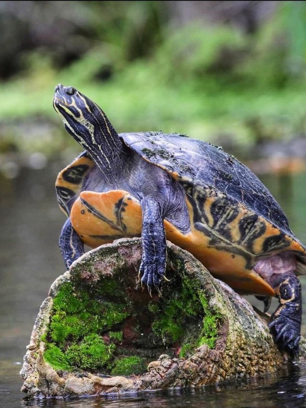 a turtle swimming under water