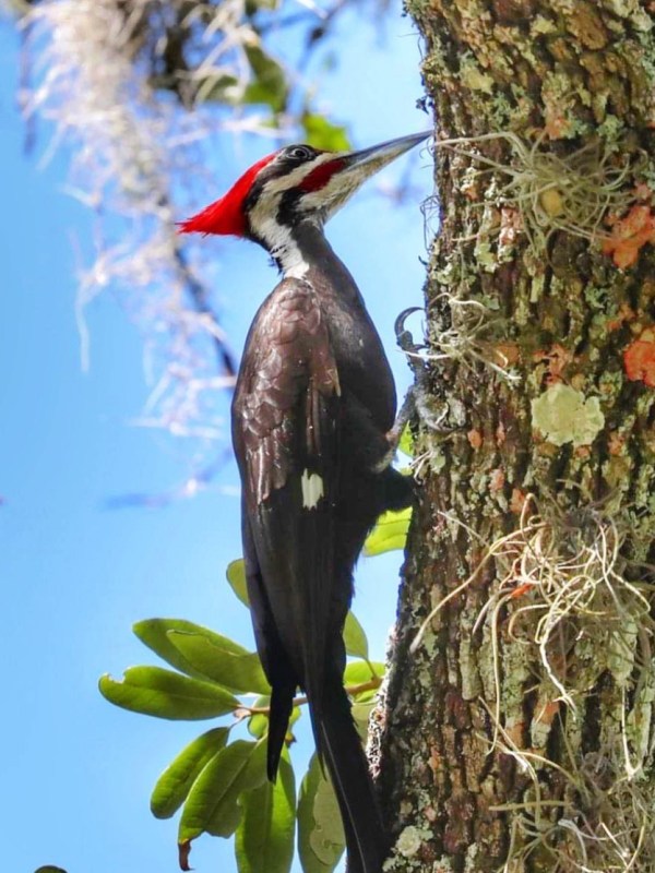 a bird perched on a tree branch