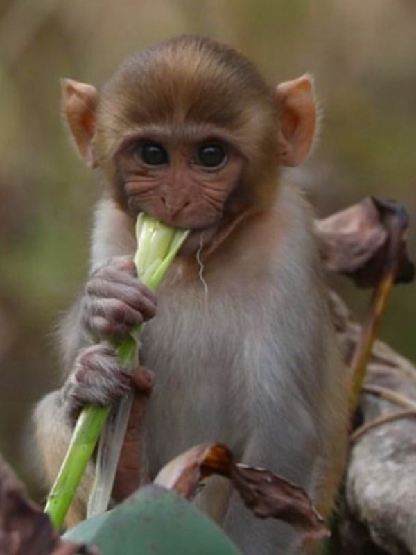 a small brown animal